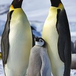 280px-Aptenodytes_forsteri_-Snow_Hill_Island,_Antarctica_-adults_and_juvenile-8